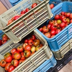 大急募⑦規格外トマト🍅¥500【今年度最終の現状在庫限定】