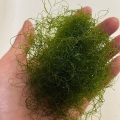 海藻　ホソジュズモ　10gの画像