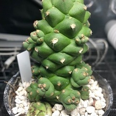 モナデニウム　リチェイの画像