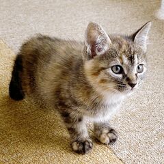 募集停止中【メジロ】しっぽが短いサビ柄子猫