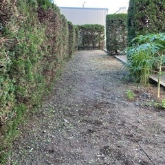 便利屋　除草　伐採