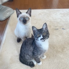 里親さん決まりました✨