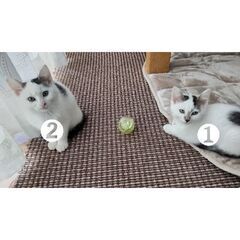 道南方面の方へ：白黒兄弟♂約２ヶ月：出来れば２匹一緒に
