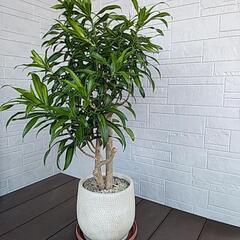 観葉植物ジャマイカあげます