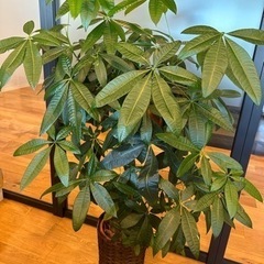 観葉植物　パキラ