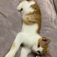 三輪大社で保護した三輪ちゃん