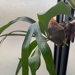 ビカクシダ アルキコルネの画像