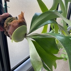 ビカクシダ アルキコルネ