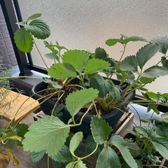 いちご苗