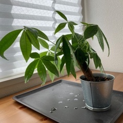 パキラの画像