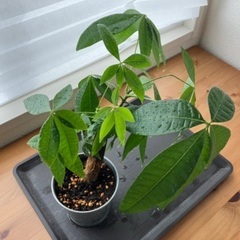 パキラの画像