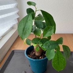 ガジュマルの画像