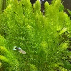 15 無農薬　水草　マツモ　5本　15cm以上