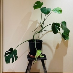大きめモンステラ。鉢ごと。の画像