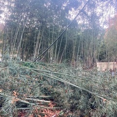 真竹差し上げます