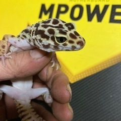 ヒョウモントカゲモドキ　レオパ　2 商談中
