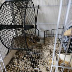 離婚により飼育困難のため引き取り手急募です、