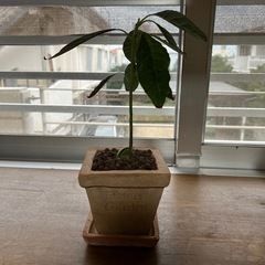 アボカドの木