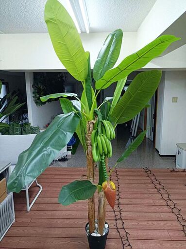 ①【処分価格】バナナツリー＋バナナ　お買い得♪