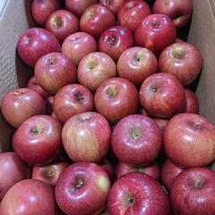 青森県産　ふじ　リンゴ　密あり