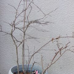 老爺柿　ローヤ柿