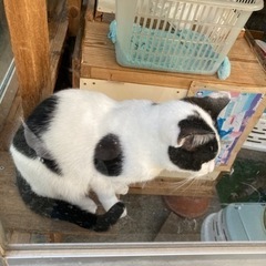 里親さんが決まりました⭐︎ - 猫