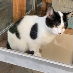 里親さんが決まりました⭐︎ - 能代市