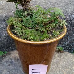 #天然イワヒバ  E  自生一体採取物