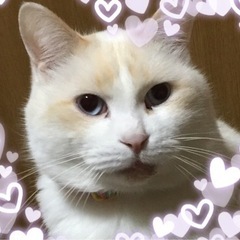 友達を探しています - 船橋市