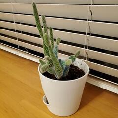 バニーカクタスサボテン 観葉植物 