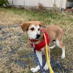 岡山市保健所★どうか助けて下さい...犬舎いっぱいです