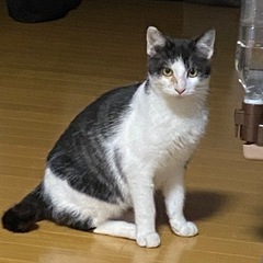 濃いグレーイケメンくん