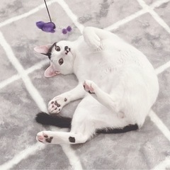 お鼻の模様が可愛い🐾ぐらくん - 糟屋郡