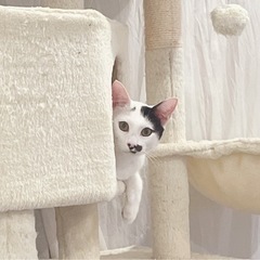 お鼻の模様が可愛い🐾ぐらくん - 里親募集