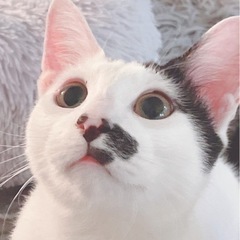 お鼻の模様が可愛い🐾ぐらくん − 福岡県