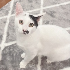 お鼻の模様が可愛い🐾ぐらくん