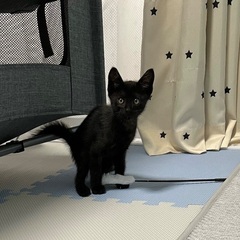 オスの甘えん坊黒猫くん 1～2ヶ月