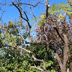 柿の木あげますの画像