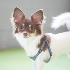 犬友達、チワワ友達募集中🐶🐾 - 福山市