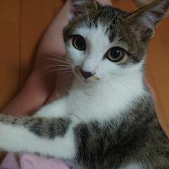 【新居浜市】追記､愛媛リードの会犬猫譲渡会