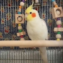 オカメインコを探しています