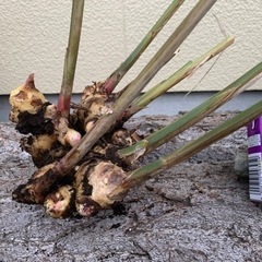 【完売】掘りたて生姜 温活に。EM農法 有機栽培の画像