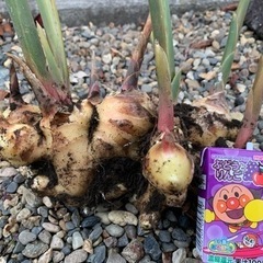 【完売】掘りたて生姜 温活に。EM農法 有機栽培の画像