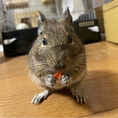 デグー　男の子　1歳半