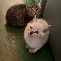 兄弟猫の里親募集