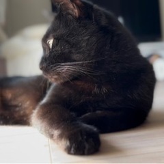 地域猫を助けて下さい！