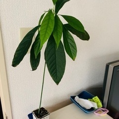 アボカドの木