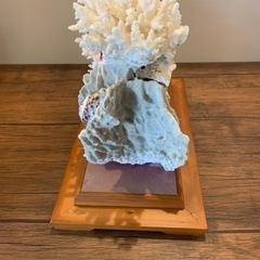 白珊瑚の画像