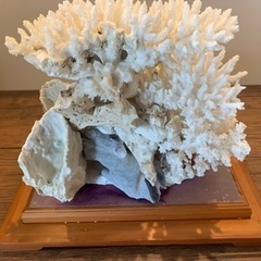 白珊瑚の画像
