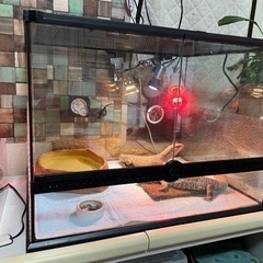 爬虫類ゲージ